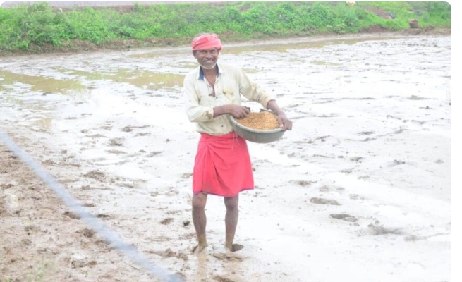 राजनांदगांव जिले में पर्याप्त मात्रा में खाद और बीज उपलब्ध