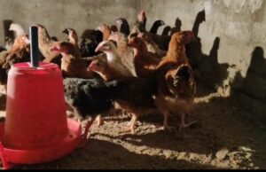 दाना देने गए मालिक को मृत मिली मुर्गियाँ, फिर अजगर…