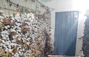 रेशम विभाग की योजनाओं ने बदल दी ग्रामीण अर्थव्यवस्था की तस्वीर…