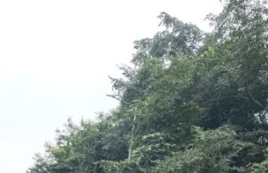 जर्जर सड़कों की स्थिति सुधारने कलेक्टर -आयुक्त को ज्ञापन, 07 दिन में मरम्मत नहीं होने पर आंदोलन की चेतावनी : नूतनसिंह ठाकुर (सभापति न.पा.नि.)