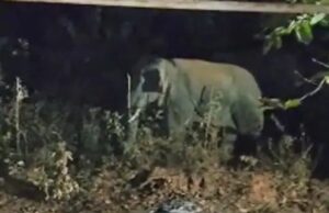 हाथियों ने हाई स्कूल का गेट तोड़ा, मंडी में रखे 11 बोरी धान किया नष्ट…