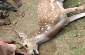 हिरण की मौत : आवारा कुत्तों के हमले के बाद सड़क हादसे में गई जान