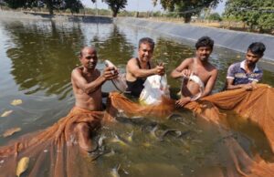 KORBA: बॉयोफ्लॉक तकनीक से मछली पालन कर संजय सुमन ने कमाए साल में 3.20 लाख
