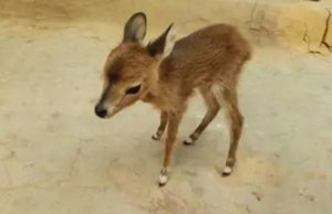 बकरियों के झुंड के साथ गांव पहुंचा कोटरी का बच्चा, वन विभाग ने सुरक्षित जंगल में छोड़ा