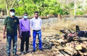 KORBA BREAKING : बिजली तार के संपर्क में आने से मादा भालू समेत दो शावकों की मौत, लापरवाही पर लाइनमैन हिरासत में