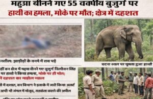 CG BREAKING : मुंहआ बीनने गए 55 वर्षीय बुजुर्ग पर हाथी का हमला, मौके पर मौत; क्षेत्र में दहशत