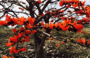 ये पलाश का फूल जंगलवासियों की जिंदगी में घोल रहा खुशियों का रंग…