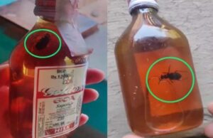 शराब प्रेमी जरूर पढ़ें ये खबर: सीलबंद शराब की बोतल में निकला कॉकरोच, मचा हड़कंप…