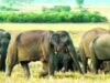 पहाड़ से नीचे उतर 11 हाथी पहुंचे कलमहीडांड़, विभाग जुटा निगरानी में