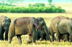 पहाड़ से नीचे उतर 11 हाथी पहुंचे कलमहीडांड़, विभाग जुटा निगरानी में