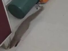 सांप की तलाश करते घर में जा घुसा नेवला, RCRS टीम ने सुरक्षित रेस्क्यू कर जंगल में छोड़ा