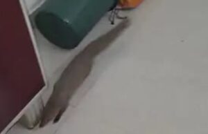 सांप की तलाश करते घर में जा घुसा नेवला, RCRS टीम ने सुरक्षित रेस्क्यू कर जंगल में छोड़ा