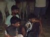 मवेशी तस्करी का भंडाफोड़: पाली के भदरापारा जंगल में बंधक बनाए गए थे 28 बैल; क्रूरता की हदें पार, भूखे-प्यासे पेड़ से बांधकर रखा था