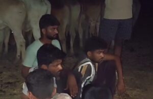 मवेशी तस्करी का भंडाफोड़: पाली के भदरापारा जंगल में बंधक बनाए गए थे 28 बैल; क्रूरता की हदें पार, भूखे-प्यासे पेड़ से बांधकर रखा था