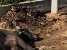 कोरबा में बिजली विभाग की अनदेखी बनी जानलेवा, करंट लगने से सांड की दर्दनाक मौत