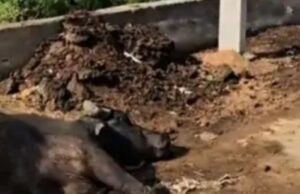 कोरबा में बिजली विभाग की अनदेखी बनी जानलेवा, करंट लगने से सांड की दर्दनाक मौत
