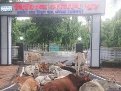 विशिष्ट’ मेहमानों की जगह ‘विशिष्ट’ मवेशियों का कब्जा: HTPP गेस्ट हाउस बना सर्वसुविधायुक्त ‘गौ-शरण स्थली’