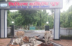 विशिष्ट’ मेहमानों की जगह ‘विशिष्ट’ मवेशियों का कब्जा: HTPP गेस्ट हाउस बना सर्वसुविधायुक्त ‘गौ-शरण स्थली’