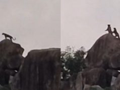 मावली माता मंदिर पहाड़ पर चट्टानों के बीच दिखा तेंदुओं का जोड़ा…