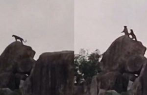 मावली माता मंदिर पहाड़ पर चट्टानों के बीच दिखा तेंदुओं का जोड़ा…