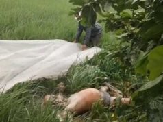 कोरबा: पचपेड़ी गांव के खेत में अज्ञात व्यक्ति का शव मिलने से सनसनी, पुलिस और फॉरेंसिक टीम जांच में जुटी…