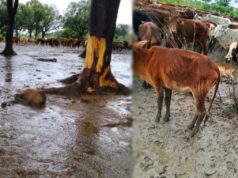 अस्थायी गौठान में मवेशियों की मौत, दो दिनों में 20 से ज्यादा पशुओं के दम तोड़ने का दावा, व्यवस्था पर उठे सवाल