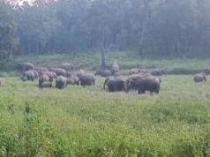 कोरबा: पसान में 60 हाथियों के आतंक से ग्रामीणों में दहशत, आज चक्काजाम की चेतावनी